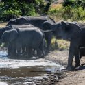 TZA MAR SerengetiNP 2016DEC24 SeroneraWest 011 : 2016, 2016 - African Adventures, Africa, Date, December, Eastern, Mara, Month, Places, Serengeti National Park, Seronera, Tanzania, Trips, Year